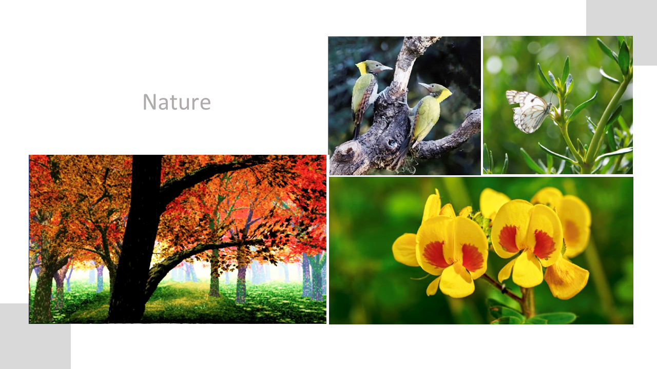 Nature-inspired wall art for office decor